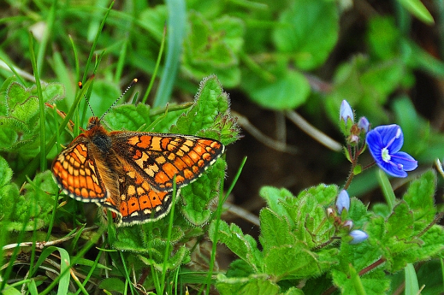 17 05 15_4123_edited-1.jpg - MARSH FRITILLARY - CERNE ABBAS, NORTH DORSET - 17.5.15